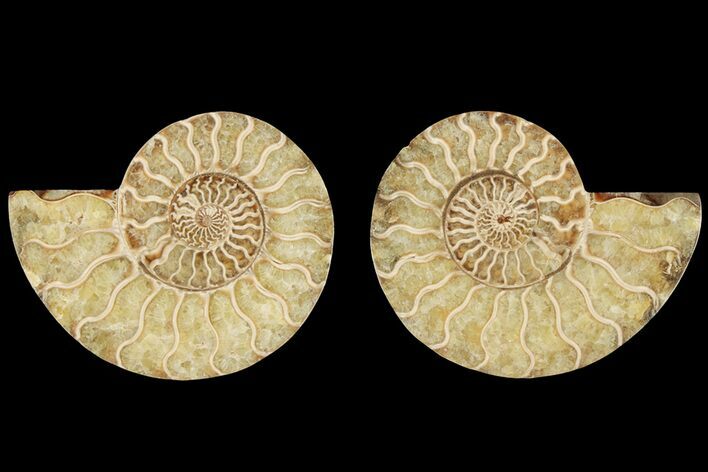 Bargain, Cut & Polished, Agatized Ammonite Fossil #184136